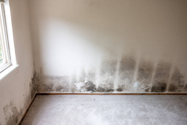 Best Commercial Mold Inspection  in USA